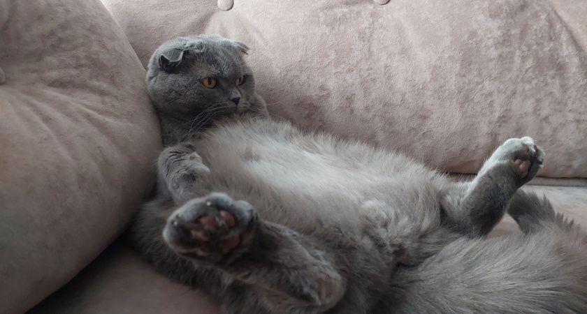 Сколько стоит содержать кота 15 лет: мой честный расчёт, который вас отрезвит