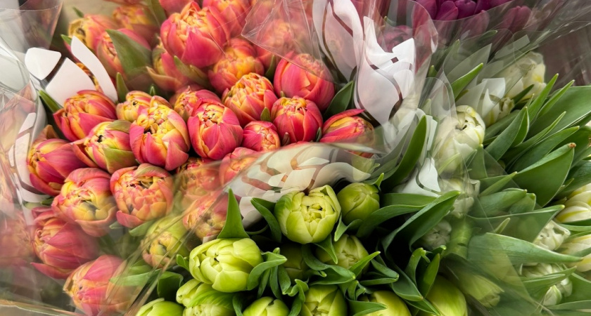 В сетевых магазинах в Кургане продают самые дешевые тюльпаны