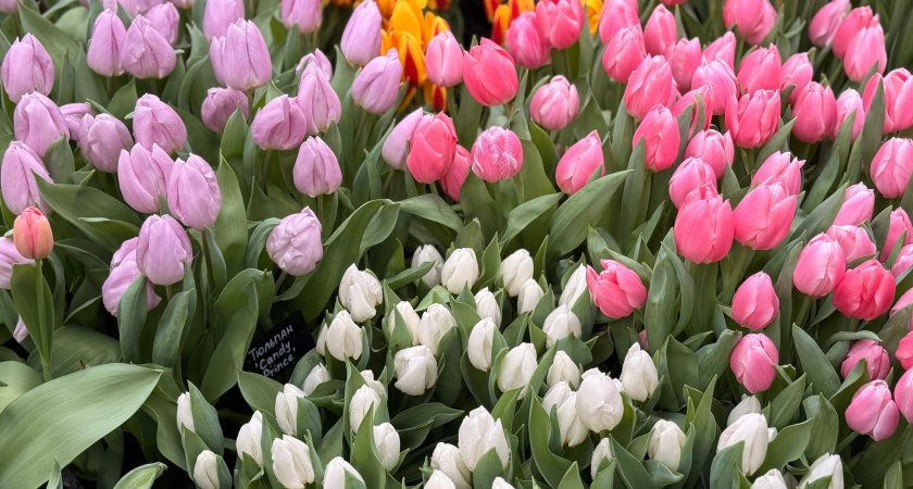 Аллергологи призывают быть осторожными при покупке цветов к 8 Марта