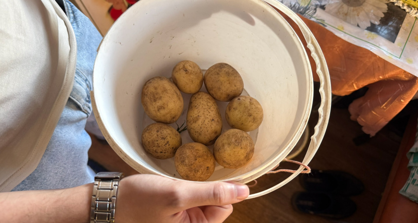 Коплю картофельные шкурки: весной измельчаю и в огороде: лучше дорогих удобрений