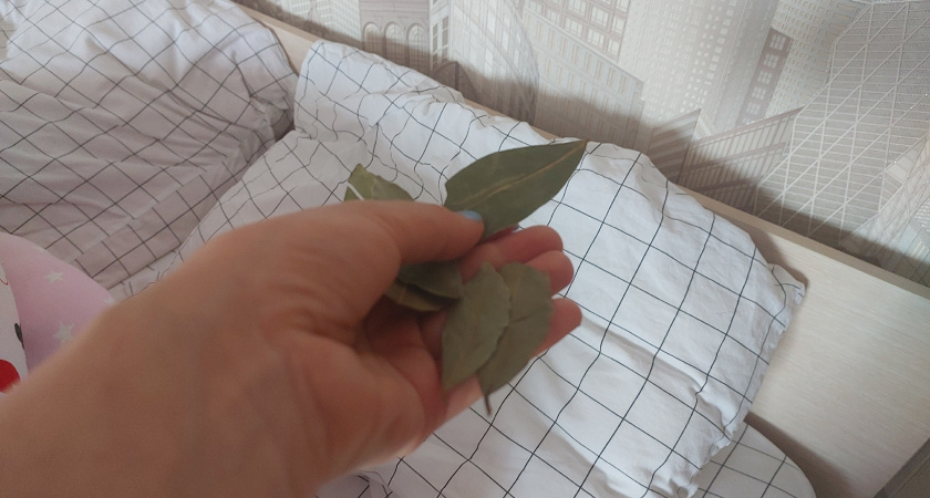 Бабушка спрятала лаврушку в спальне: через 2 недели увидела результат и обомлела - а надо-то всего 1 листик