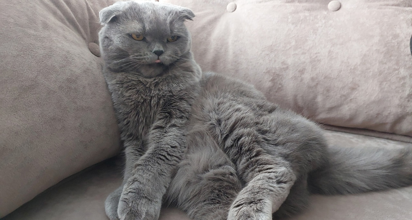 Эксперты предупредили: стрижка может навредить вашей кошке - точные причины и альтернативы