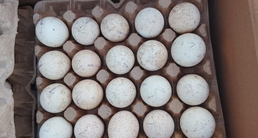Россельхознадзор пресек попытку незаконного вывоза 10 тысяч инкубационных яиц в Казахстан