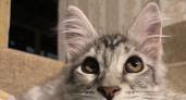 Кошка принесла игрушку, а вы не берете: вот что она хочет этим сказать - жаль раньше не знал