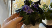 Поливаю фиалку таким способом и ее не унять: Цветет как одержимая – всю зиму идет в рост и выбрасывает новые листья