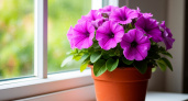 Сохранить петунию до весны: секрет сразу в двух способах 