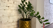 Лью почти кипяток на корни цветов зимой: эти 8 горшков показали контраст - откачал даже капризный фикус
