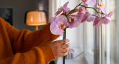 От этой жидкости орхидея цветет как сумасшедшая: не сливайте ее в раковину