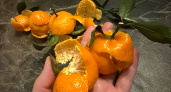 Залейте мандариновые корки растительным маслом: рассказываю полезный лайфхак для зимы 