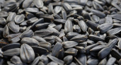 Семечки с «добавкой»: 2000 тонн заражённых семечек не попали на прилавки