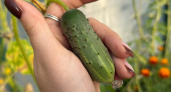 Не огурцы, а монстры: активно плодоносят даже в гиблое лето - 3 сорта на 2026 год