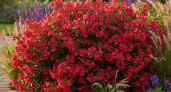 Титулованный красавец-многолетник: цветёт без устали с мая по октябрь — всё лето в красном