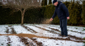 В феврале рассыпаю зерно по снегу — весной земля не узнаёт себя: простой приём для воздушной почвы