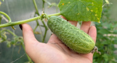 Огуречный сезон пройдет без срывов: узнал японский метод контроля за почвой - урожай стабильно высокий, как по часам