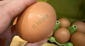 Как определить свежесть яиц: рекомендации Росконтроля - такого вам не расскажут в магазинах