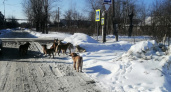 «Дети боятся идти в школу»: жителей Восточного несколько дней держат в страхе стаи бродячих собак