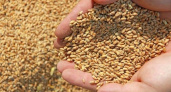 Россельхознадзор предотвратил попадание на рынок почти тысячи тонн зараженного зерна из Курганской области