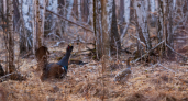 1 апреля в Кургане стартует весення охота на боровую дичь