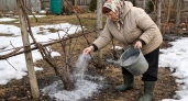 Сыплю под виноград в апреле вместо дорогих удобрений - одно копеечное средство: в августе лоза ломится от гроздей