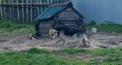 В одном из районов Кургана стая бродячих собак терроризирует местных жителей