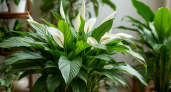 Почему весной у "Женского счастья" сохнут кончики листьев: 3 главные ошибки в уходе за спатифиллумом