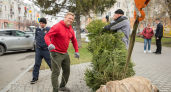 В Кургане высадили молодые ели на улице Гоголя