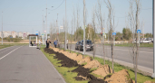В Кургане на улицах Заозерного высаживают пирамидные тополя