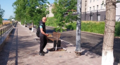 В Кургане специалисты обработали деревья на набережной от вредителей