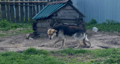 В Юргамышском районе мальчику, на которого напала бездомная собака, выплатят компенсацию