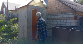 Забыл про откачку выгребной ямы: посадил это растение - высосет всю влагу с бульканьем 