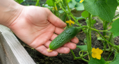Одна ложка в августе: чем подкормить огурцы, чтобы они выросли вкусные и хрустящие, но не переросли