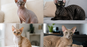 Без шерсти на коврах, диване и одежде: 4 породы кошек, которые почти не линяют