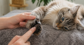 Кошки-собаки: 4 ласковые породы кошек, которые дают потрогать даже подушечки лапок