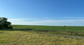 В Курганской области в рамках уборочной кампании собрано 1,3 млн тонн
