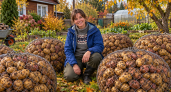 Мастерю шары из рабицы и храню в них картошку: круче любых ящиков — самоделка, которая спасает урожай