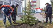 В центре Кургана высадили молодые кустарники и голубые ели