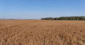 В Курганской области подходит к концу уборочная кампания