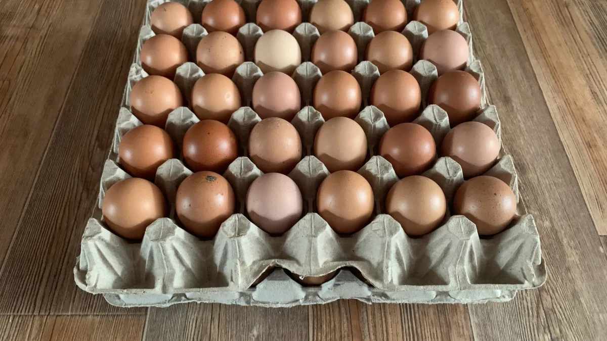 Как выбрать качественные яйца: советы Роскачества