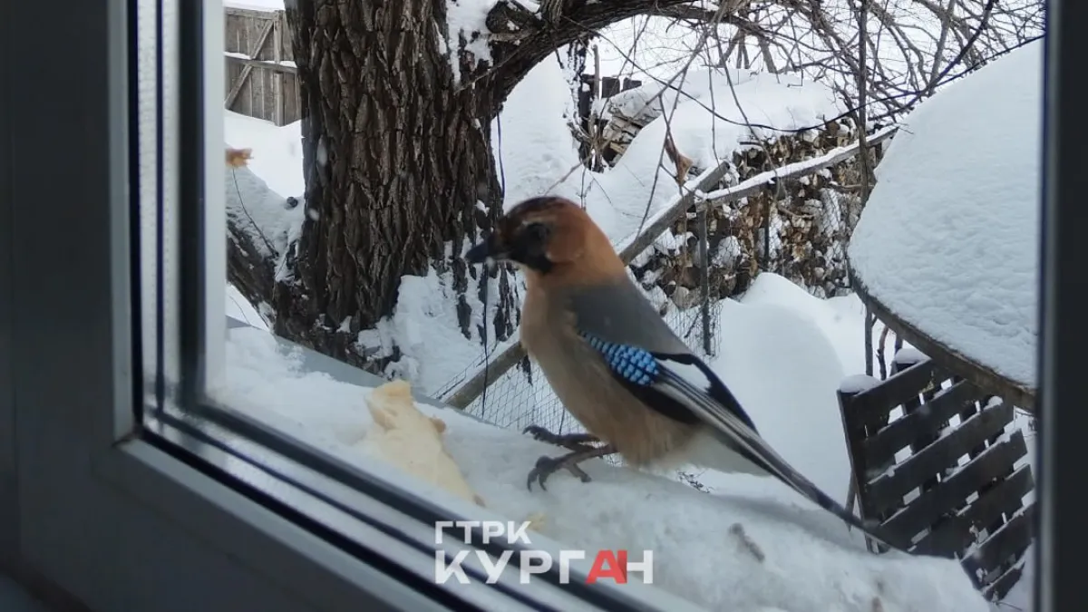 Необычная птица прилетела прилетела прямо к окну жительницы Курганской области