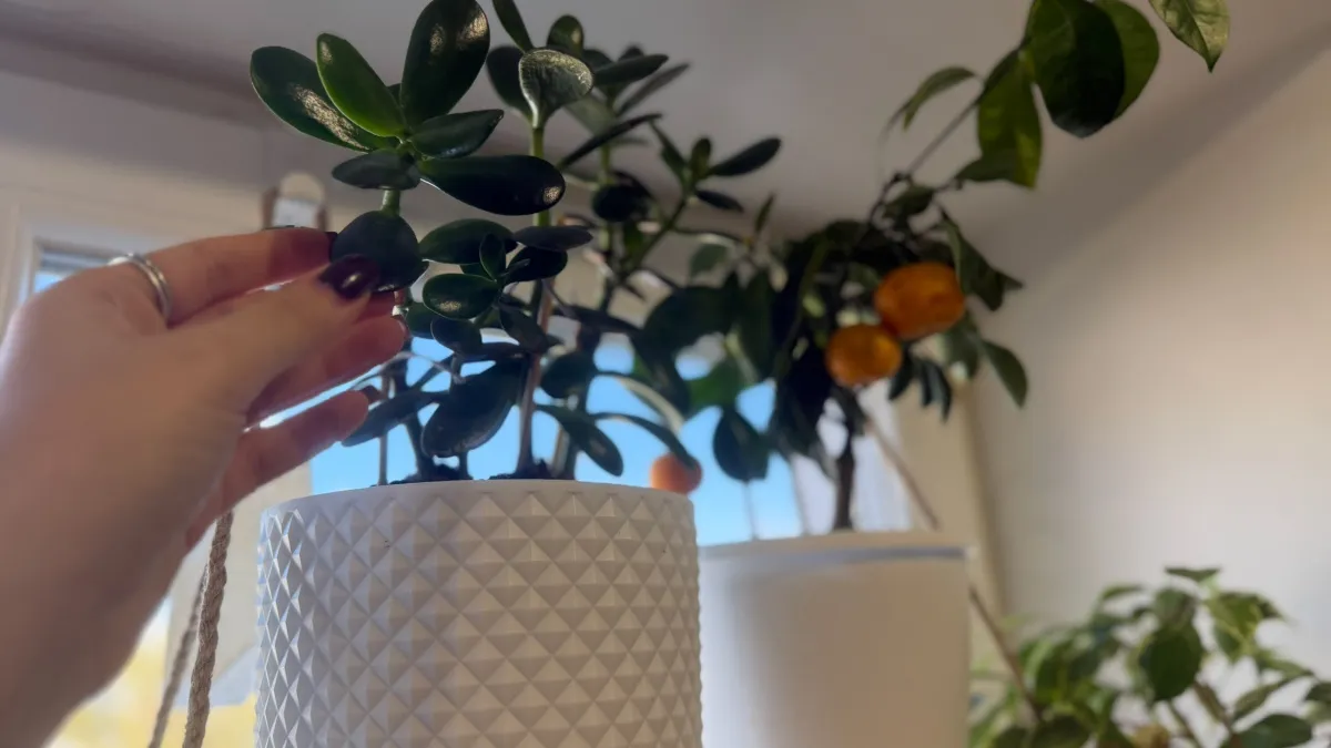 "Яичная болтушка" для толстянки - круче сотен подкормок: 1 стакан в горшок - и суккулент растет мощнее баобаба