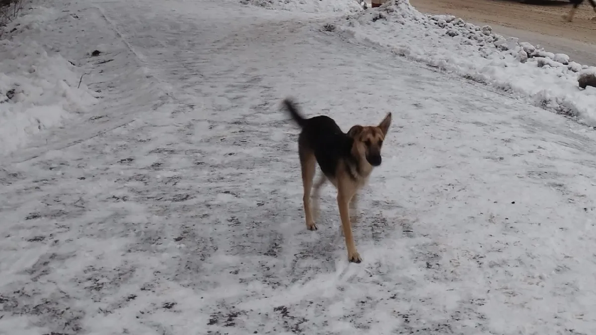 "Боимся выходить из дома": стая бродячих собак на улице Чапаева терроризирует курганцев