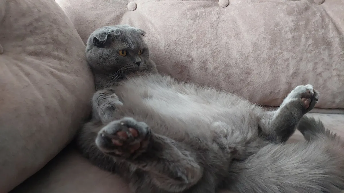 Сколько стоит содержать кота 15 лет: мой честный расчёт, который вас отрезвит