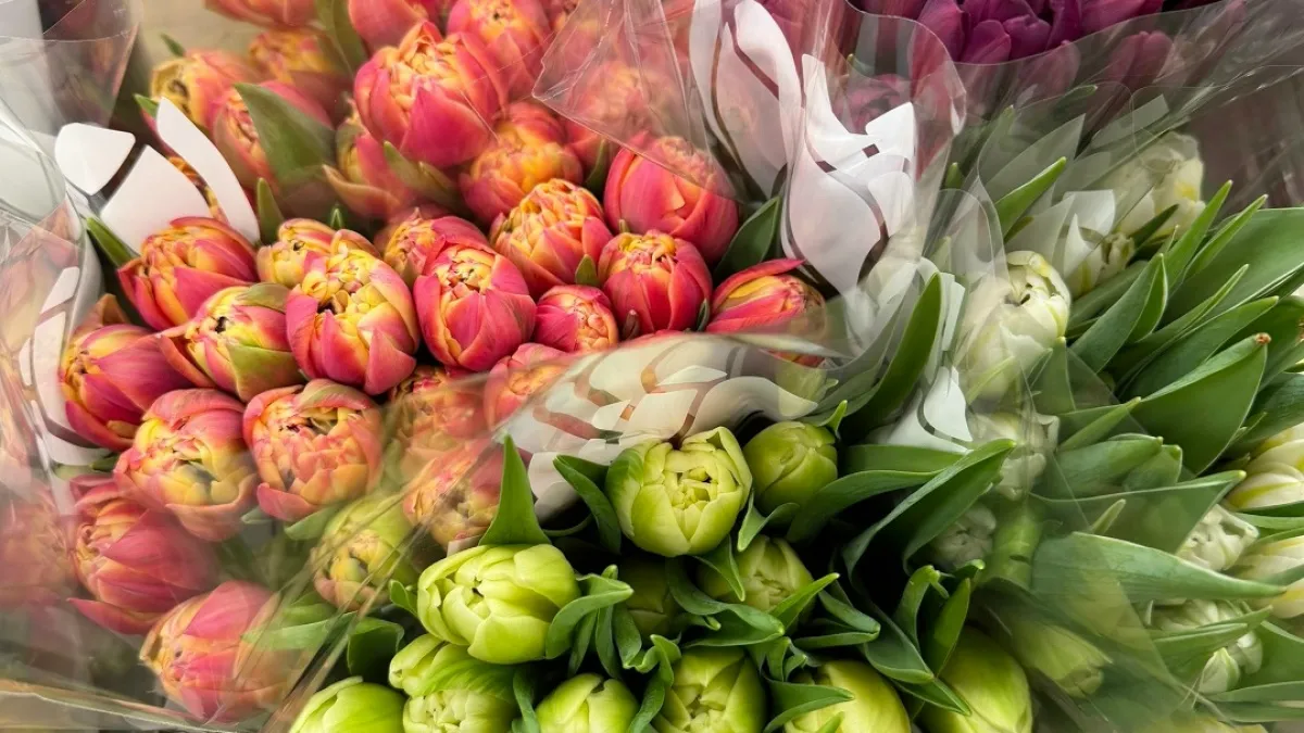 В сетевых магазинах в Кургане продают самые дешевые тюльпаны