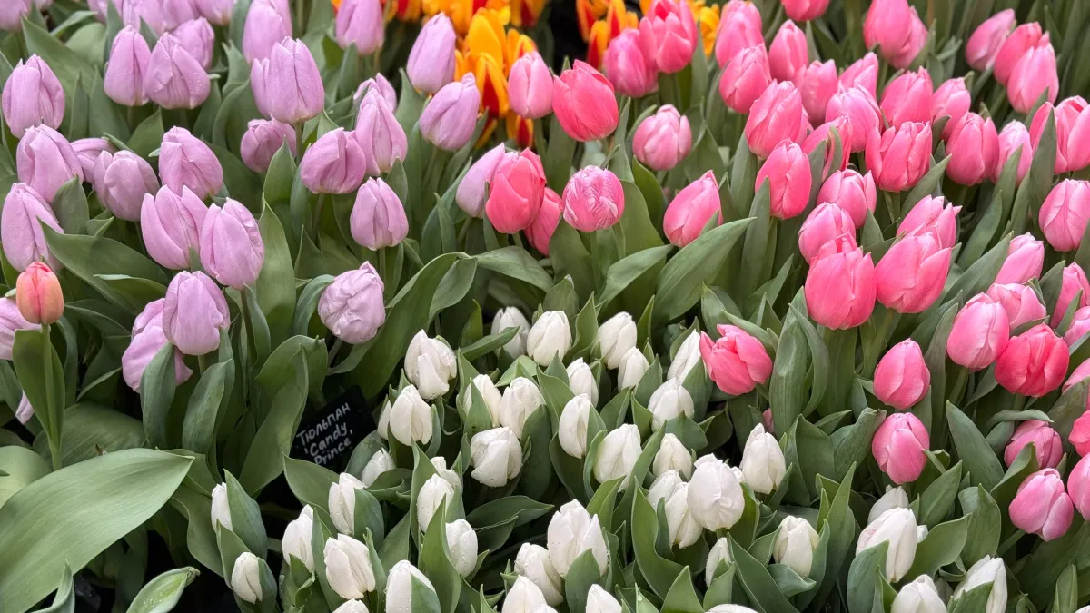 Аллергологи призывают быть осторожными при покупке цветов к 8 Марта