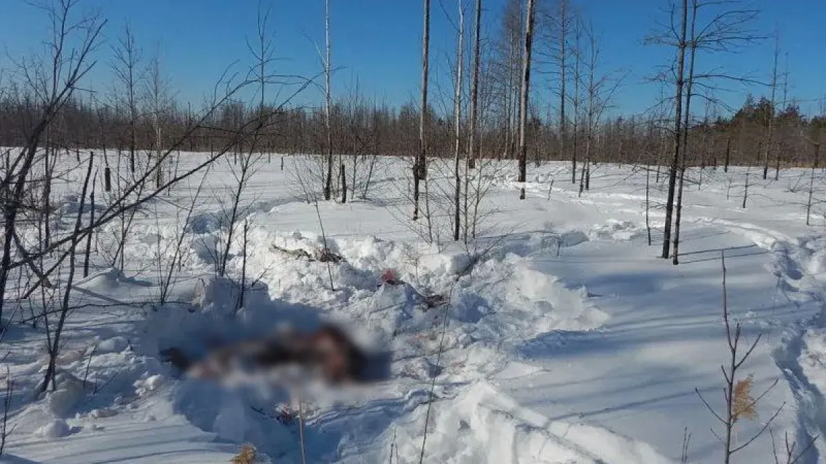 В Курганской области задержаны браконьеры, застрелившие трех лосей