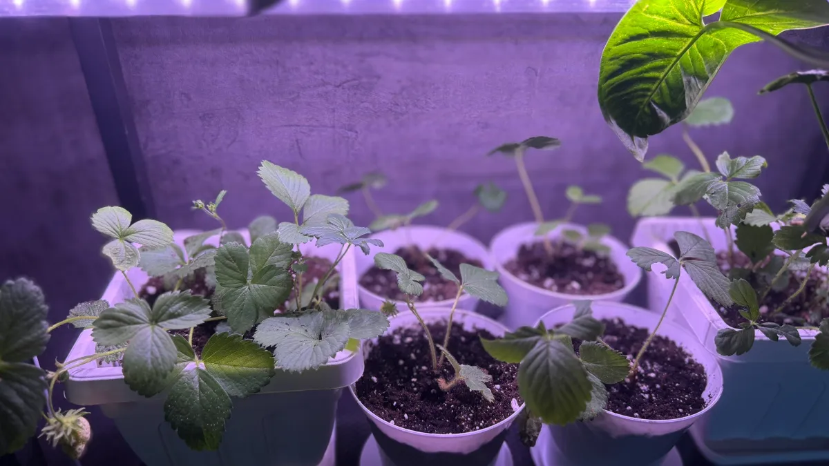 Одна таблетка из аптеки - и рассада перестала быть спичкой: полив волшебным раствором работает на 100%