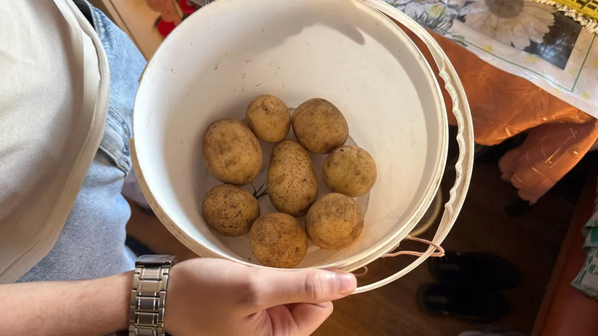 Измельчаю весной картофельные очистки в огороде: помогает не хуже дорогих подкормок 