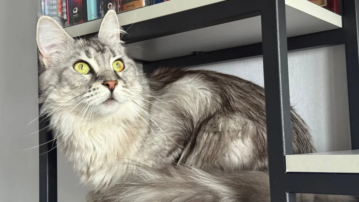 Боятся ли кошки крыс: зоопсихологи дали точный ответ - вот почему «смелый кот» — самый уязвимый