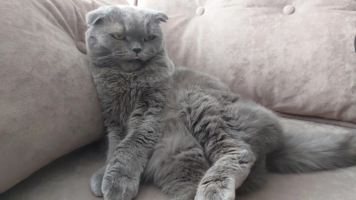 Не стригите своих кошек - это может быть опасно: точные причины и альтернативы