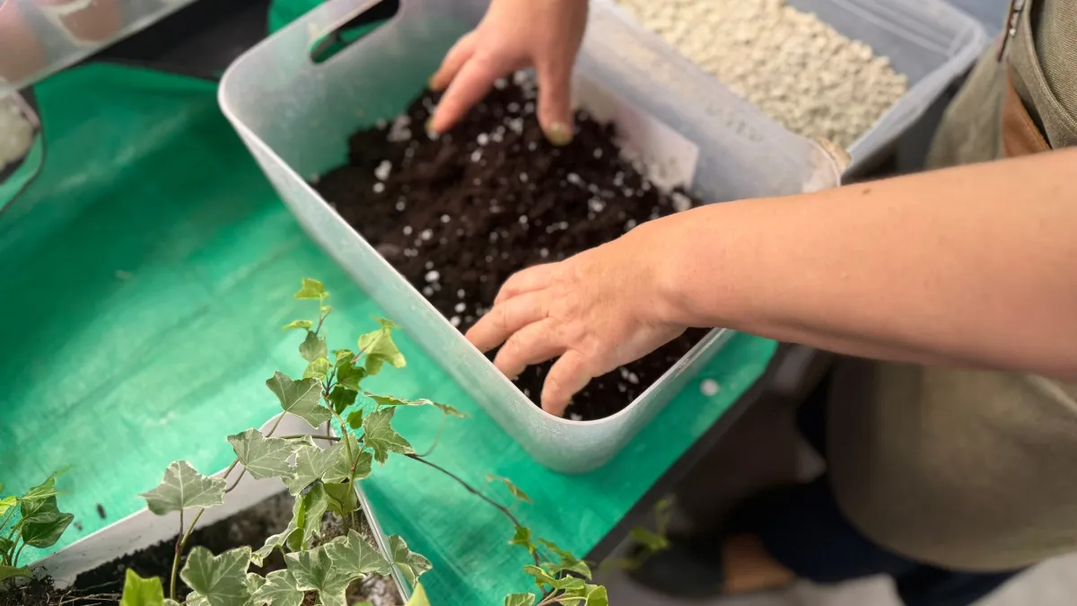 Выбрал три разрыхлителя для почвы — рабочим оказался только один: рассада крепкая и прет как на дрожжах